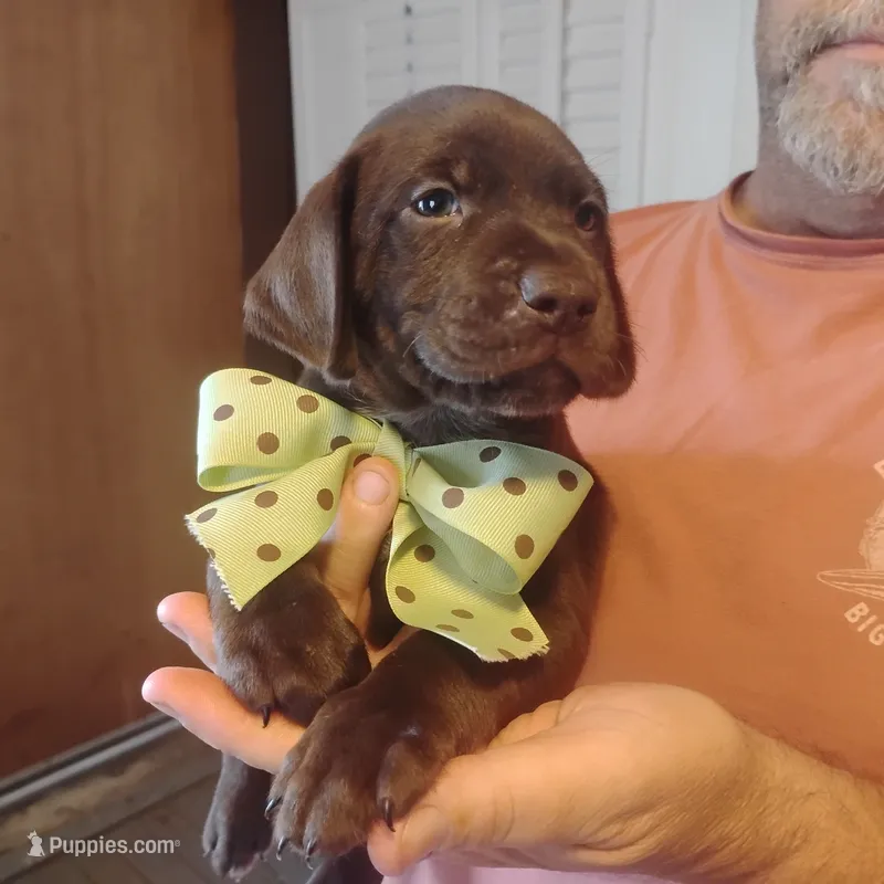 Rusty – German Shorthaired Pointer puppy for sale in Defuniak Springs, FL