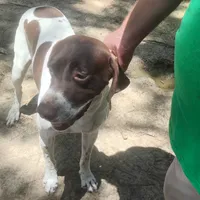 Hank, a male German Shorthaired Pointer for sale in Defuniak Springs, FL – 9 of 10