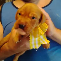 Sunny Flower, a female Labrador Retriever for sale in Defuniak Springs, FL – 2 of 9