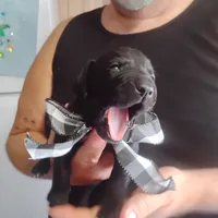 Curtis, a male German Shorthaired Pointer for sale in Defuniak Springs, FL – 7 of 10