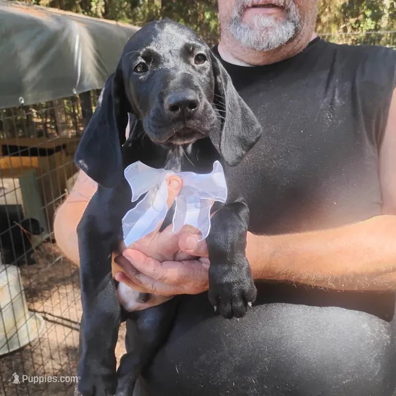 Will – German Shorthaired Pointer puppy for sale in Defuniak Springs, FL