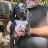 Will, a male German Shorthaired Pointer for sale in Defuniak Springs, FL – 1 of 10