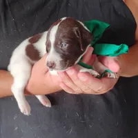 Tuna Fish , a male German Shorthaired Pointer for sale in Defuniak Springs, FL – 5 of 6