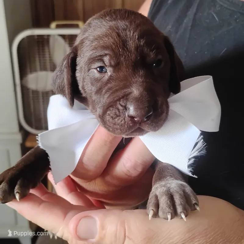 Marlin – German Shorthaired Pointer puppy for sale in Defuniak Springs, FL