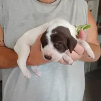 Sebastian , a male German Shorthaired Pointer for sale in Defuniak Springs, FL – 4 of 7