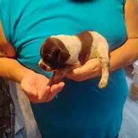 Clark, a male German Shorthaired Pointer for sale in Defuniak Springs, FL – 7 of 8