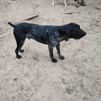Jackson, a male German Shorthaired Pointer for sale in Defuniak Springs, FL – 6 of 6