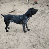 Jackson, a male German Shorthaired Pointer for sale in Defuniak Springs, FL – 5 of 6