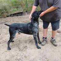 Jackson, a male German Shorthaired Pointer for sale in Defuniak Springs, FL – 4 of 6