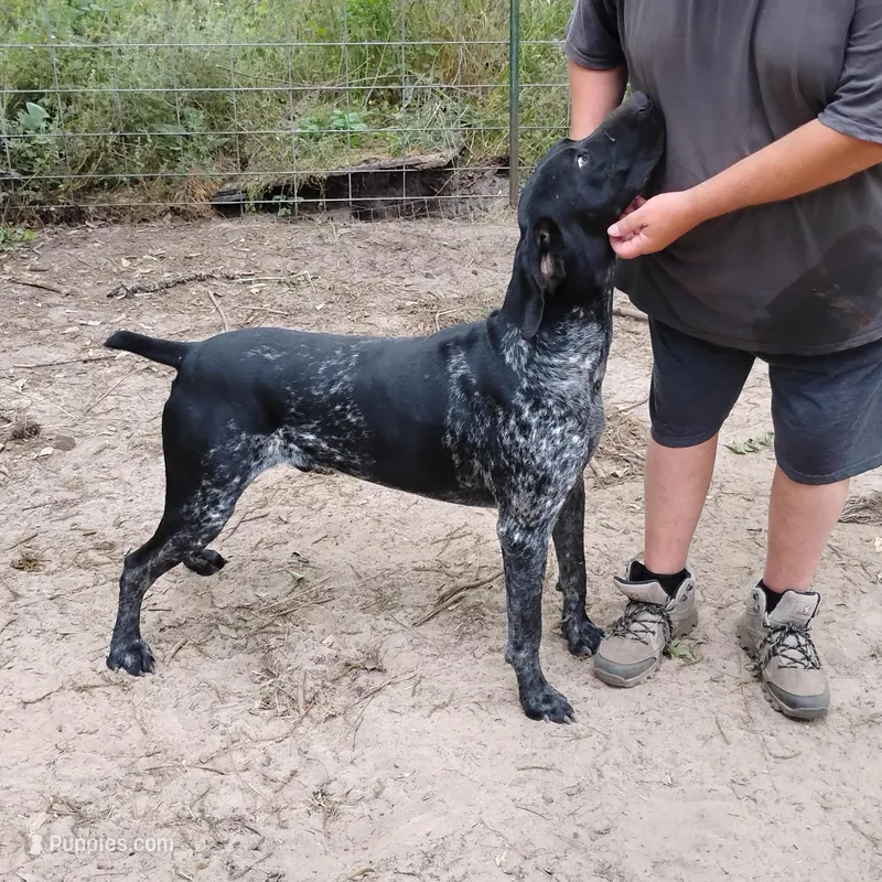 Jackson – German Shorthaired Pointer puppy for sale in Defuniak Springs, FL