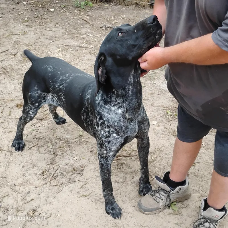 Jackson – German Shorthaired Pointer puppy for sale in Defuniak Springs, FL