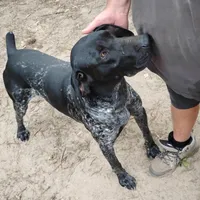 Jackson, a male German Shorthaired Pointer for sale in Defuniak Springs, FL – 2 of 6