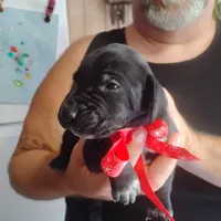 Petunia, a female German Shorthaired Pointer for sale in Defuniak Springs, FL – 1 of 7
