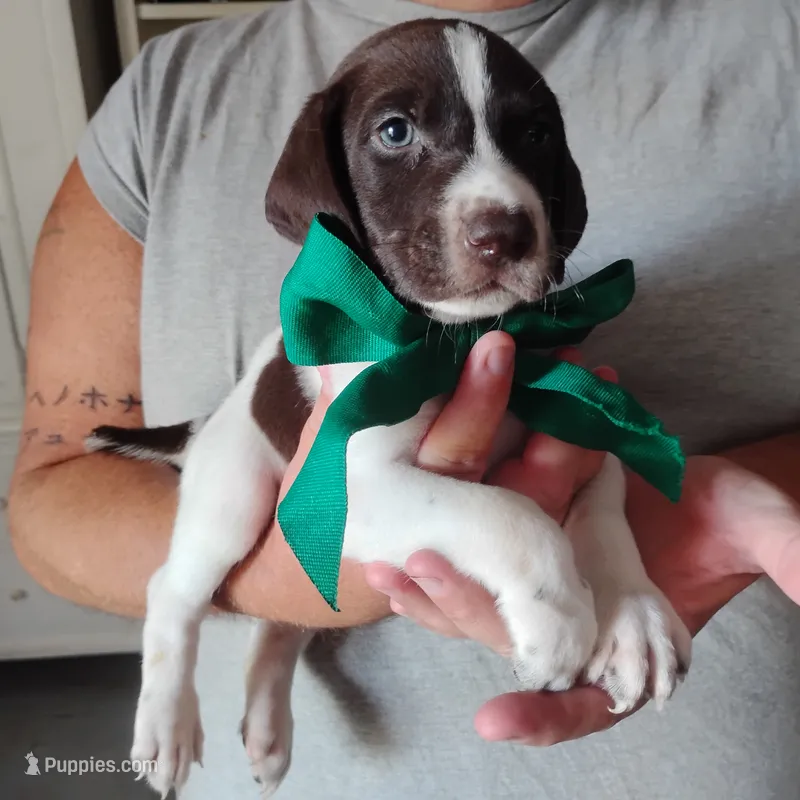 Tuna Fish  – German Shorthaired Pointer puppy for sale in Defuniak Springs, FL