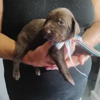 Clara, a female German Shorthaired Pointer for sale in Defuniak Springs, FL – 5 of 8