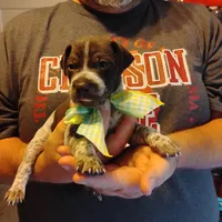 Marvin Martian , a male German Shorthaired Pointer for sale in Defuniak Springs, FL – 2 of 8