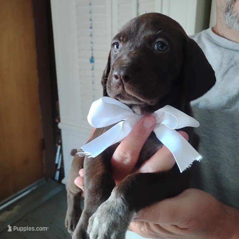 Marlin – German Shorthaired Pointer puppy for sale in Defuniak Springs, FL