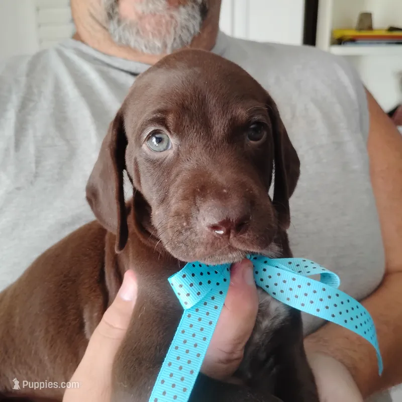 Elmer Fudd  – German Shorthaired Pointer puppy for sale in Defuniak Springs, FL