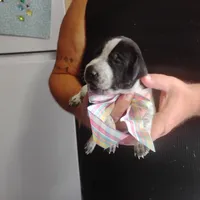 Betsy, a female German Shorthaired Pointer for sale in Defuniak Springs, FL – 3 of 10
