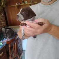 Genevieve, a female German Shorthaired Pointer for sale in Defuniak Springs, FL – 8 of 10