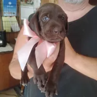 Bethany, a female German Shorthaired Pointer for sale in Defuniak Springs, FL – 9 of 10