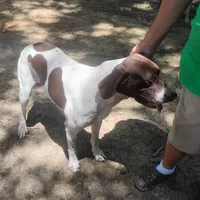 Hank, a male German Shorthaired Pointer for sale in Defuniak Springs, FL – 7 of 10