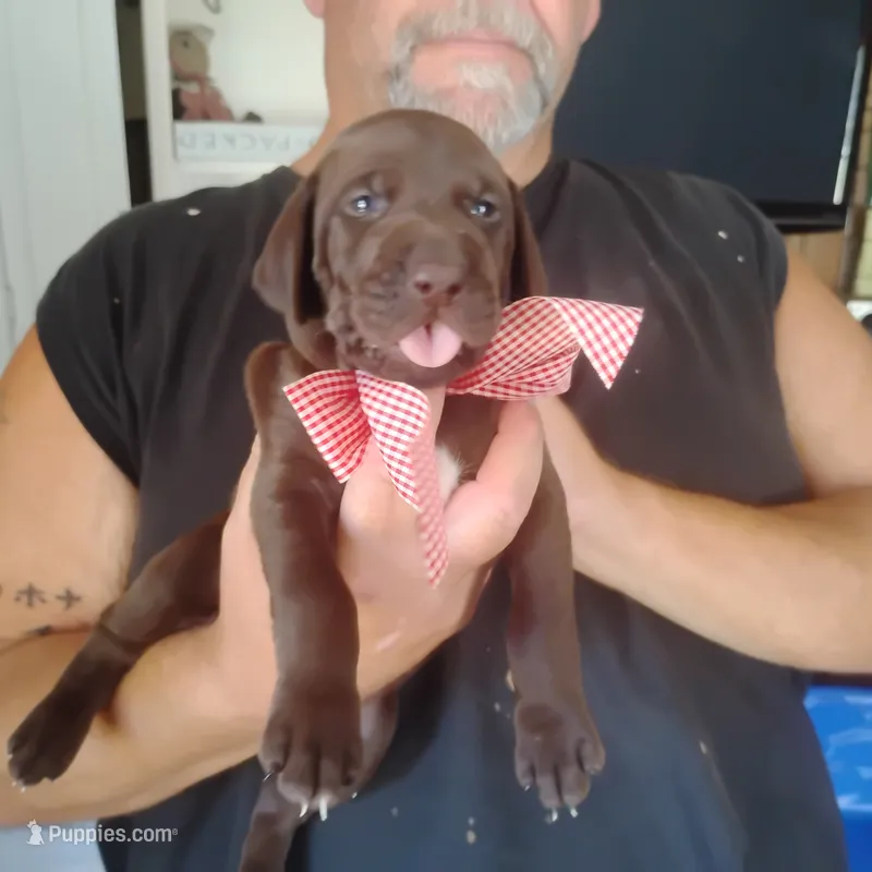 Evelyn – German Shorthaired Pointer puppy for sale in Defuniak Springs, FL