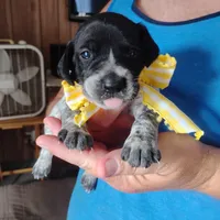 Peach Cobbler, a female German Shorthaired Pointer for sale in Defuniak Springs, FL – 2 of 9
