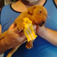 Sunny Flower, a female Labrador Retriever for sale in Defuniak Springs, FL – 8 of 9