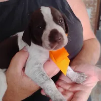 Mahi, a male German Shorthaired Pointer for sale in Defuniak Springs, FL – 2 of 7