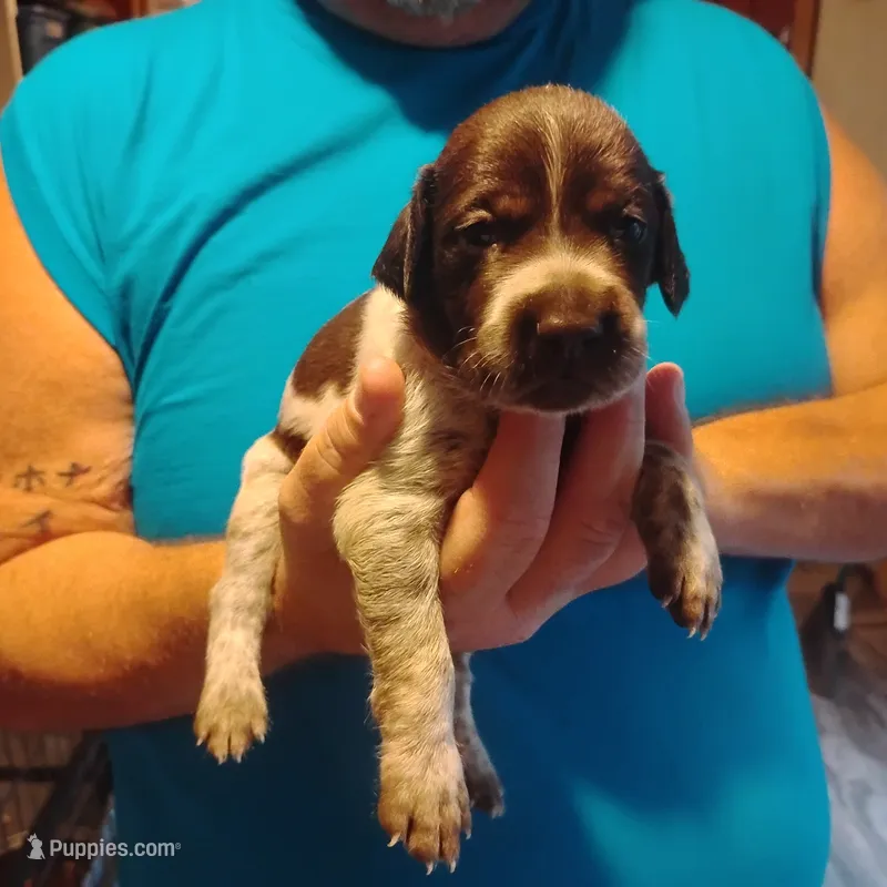 Clark – German Shorthaired Pointer puppy for sale in Defuniak Springs, FL