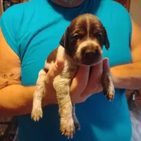 Clark, a male German Shorthaired Pointer for sale in Defuniak Springs, FL – 1 of 8
