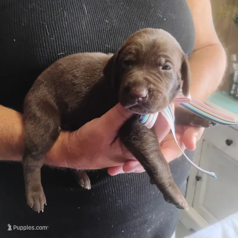 Clara – German Shorthaired Pointer puppy for sale in Defuniak Springs, FL
