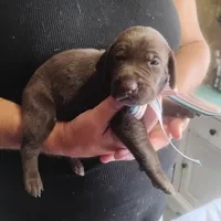 Clara, a female German Shorthaired Pointer for sale in Defuniak Springs, FL – 1 of 8