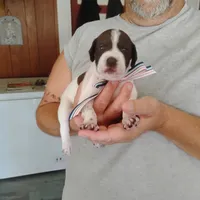 Madilyn, a female German Shorthaired Pointer for sale in Defuniak Springs, FL – 2 of 10