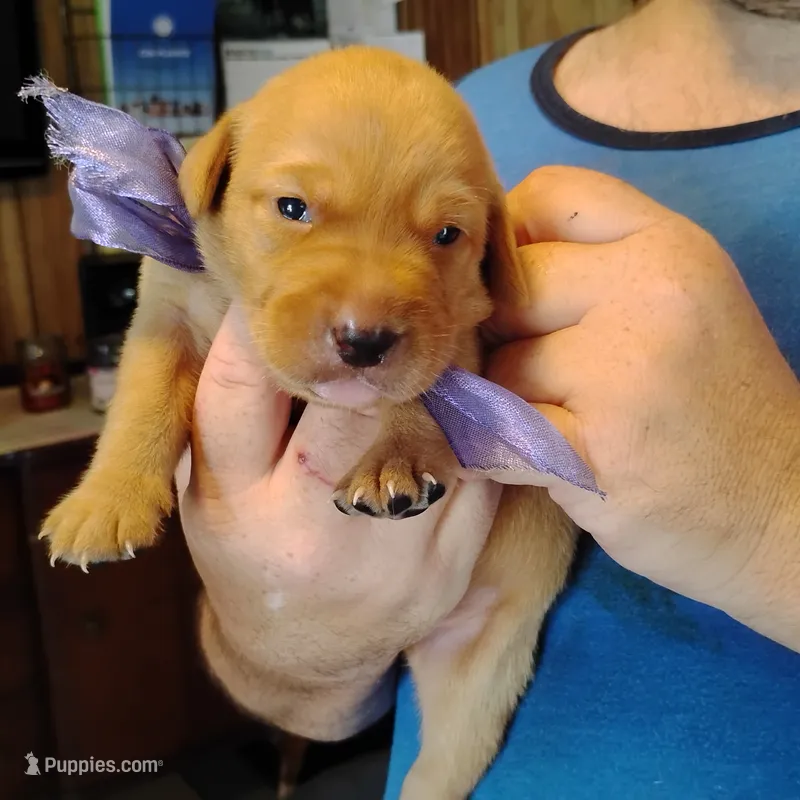 Lilac – Labrador Retriever puppy for sale in Defuniak Springs, FL