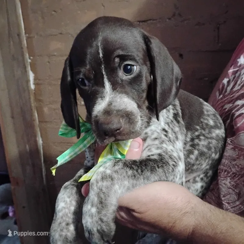 Marvin Martian  – German Shorthaired Pointer puppy for sale in Defuniak Springs, FL