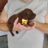 Abigail, a female German Shorthaired Pointer for sale in Defuniak Springs, FL – 8 of 9
