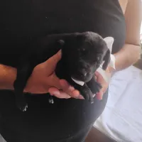 Will, a male German Shorthaired Pointer for sale in Defuniak Springs, FL – 9 of 10