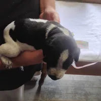 Betsy, a female German Shorthaired Pointer for sale in Defuniak Springs, FL – 4 of 10