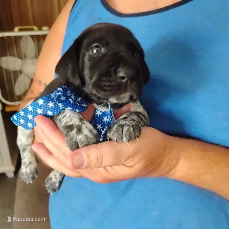 Neopolitan  – German Shorthaired Pointer puppy for sale in Defuniak Springs, FL