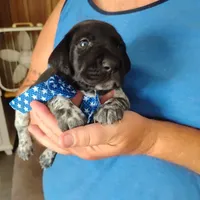 Neopolitan , a male German Shorthaired Pointer for sale in Defuniak Springs, FL – 1 of 10