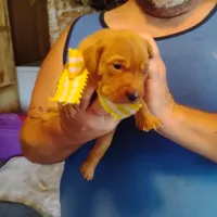 Sunny Flower, a female Labrador Retriever for sale in Defuniak Springs, FL – 3 of 9