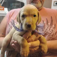 Lilac, a female Labrador Retriever for sale in Defuniak Springs, FL – 4 of 8
