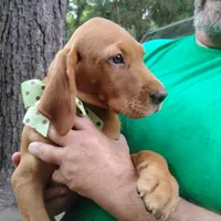 Woodrow, a male Labrador Retriever for sale in Defuniak Springs, FL – 5 of 9
