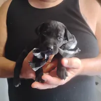 Curtis, a male German Shorthaired Pointer for sale in Defuniak Springs, FL – 2 of 10