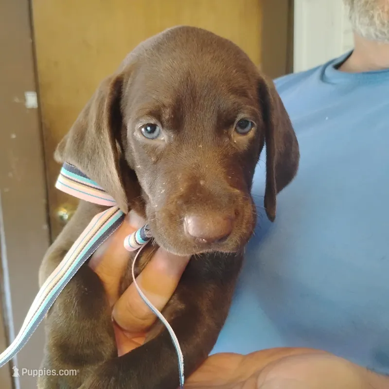 Clara – German Shorthaired Pointer puppy for sale in Defuniak Springs, FL