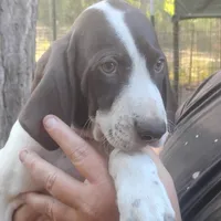 Sebastian , a male German Shorthaired Pointer for sale in Defuniak Springs, FL – 3 of 10