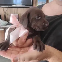 Bethany, a female German Shorthaired Pointer for sale in Defuniak Springs, FL – 3 of 10