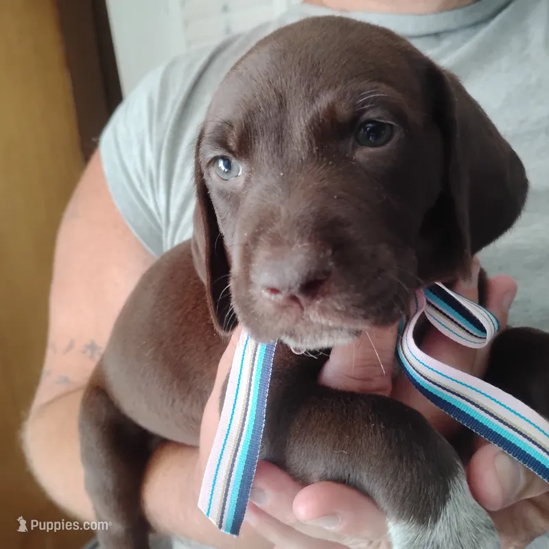 Petunia – German Shorthaired Pointer puppy for sale in Defuniak Springs, FL